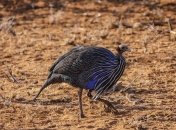 Впервые у птиц были обнаружены сложные многоуровневые сообщества