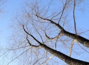 Украинцев предупреждают о сильном ветре 