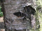 Генетики объяснили потемнение "дарвиновских" бабочек