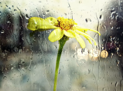 Осадки вернутся посреди недели