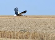 Депутаты не приняли дорожную карту земельной реформы в Украине