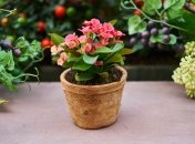 Растения нуждаются во внимании и уходе