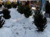 В Киеве на елки вместо чипов вешают ламинированную бумагу