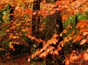 Погода в Украине на 29 октября: будет солнечно и тепло 