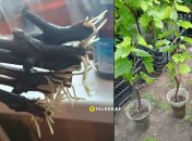 Как быстро прорастить черенок