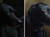 Обыденность, превращенная в искусство: удивительные рисунки собак