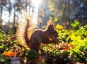 Опадів в Україні не передбачається