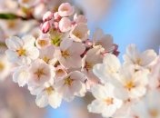 Фестиваль, посвященный цветению сакуры