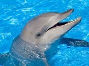 Американские биологи планируют расшифровать язык дельфинов 