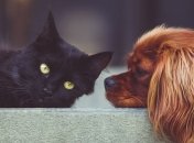 Теперь в Киеве питомцев можно зарегистрировать в едином городском реестре: детали