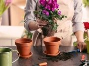 Банановая кожура и яичная скорлупа: натуральные удобрения для растений