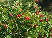 Шиповник защищает от инсульта и снижает ваше давление  