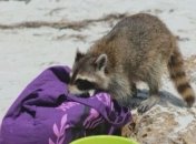 На пляже хитрый енот стащил у девушки сумочку (Фото)