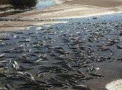 В Запорожской области масштабный мор рыбы
