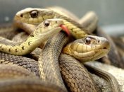 Ученые узнали интересный факт об опаснейших змеях