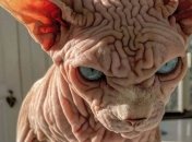 Зовнішність оманлива: кіт зі злим виразом мордочки-справжня душка