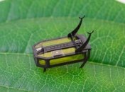 Американские ученые спроектировали уникальный крошечный робот на спирту (Видео)
