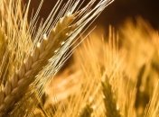 В Украине по состоянию на 12 октября т.г. зерновые и зернобобовые 