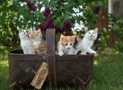 Лучшие породы кошек для детей. Как выбрать самых ласковых и безопасных