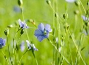 3 июня 2015, примета дня. Бьюти- и фэшн-приметы от Олены-леносейки