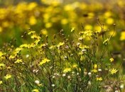 Прогноз погоды в Украине на 30 августа: без осадков