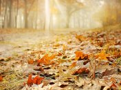 30 октября 2015, примета дня. Как у вас с благоразумием? Сегодня оно понадобится