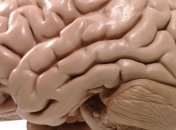 Как формируются мозговые извилины?