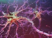 Португальские ученые обнаружили нейронный коррелят восприятия времени