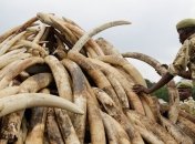 Известный борец с контрабандой слоновой кости убит в Кении