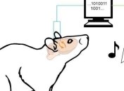 Ученые смогли "перепрограммировать" нейроны мозга