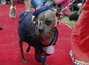 Обьявлена самая уродливая в мире собака