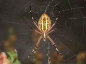 Обнаружены пауки, которые способны напасть из любой грязи у вас под ногами 