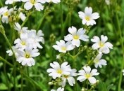 Приметы и обряды на 30 мая – День святой Евдокии