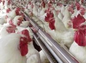 50% потребляемого в Украине мяса составляет курятина