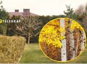 Дерево осина на участке