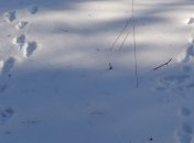 В Тернопольской области собаки изувечили тело женщины