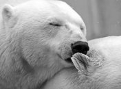 Стали переселяться быстрее: как глобальное потепление влияет на животных