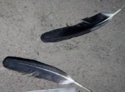 Не война, но аиста ради развлечения застрелили под Киевом (фото)