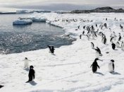 В Антарктиде зафиксирован новый температурный максимум