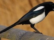 Мифы и правда о сороках