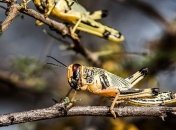 Их триллионы: Эфиопия и Кения страдают от нашествия саранчи на фоне Covid-19