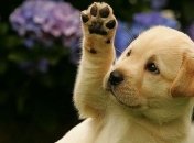 Ученые доказали, что собаки запоминают все действия хозяев 