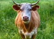 Борьба с глобальным потеплением: коров предложили кормить водорослями