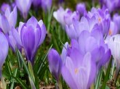 Правила посадки крокусов - очень просты