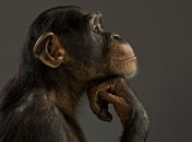 Почему шимпанзе настолько умны?