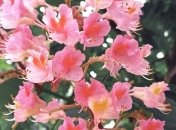 Дожди и грозы не хотят уходить: синоптики дали прогноз на 9 июня