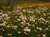 Ромашка – одно из самых известных растений