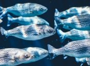 Микропластик "очень плохо" влияет на морских рыб