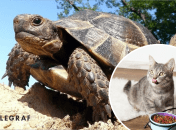 У США черепаху 50 років годували котячим кормом