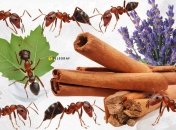 Муравьи могут испортить отдых